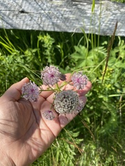 Astrantia major