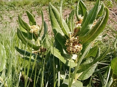 Asclepias notha