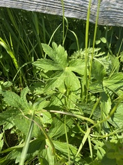 Astrantia major