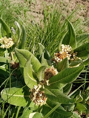 Asclepias notha