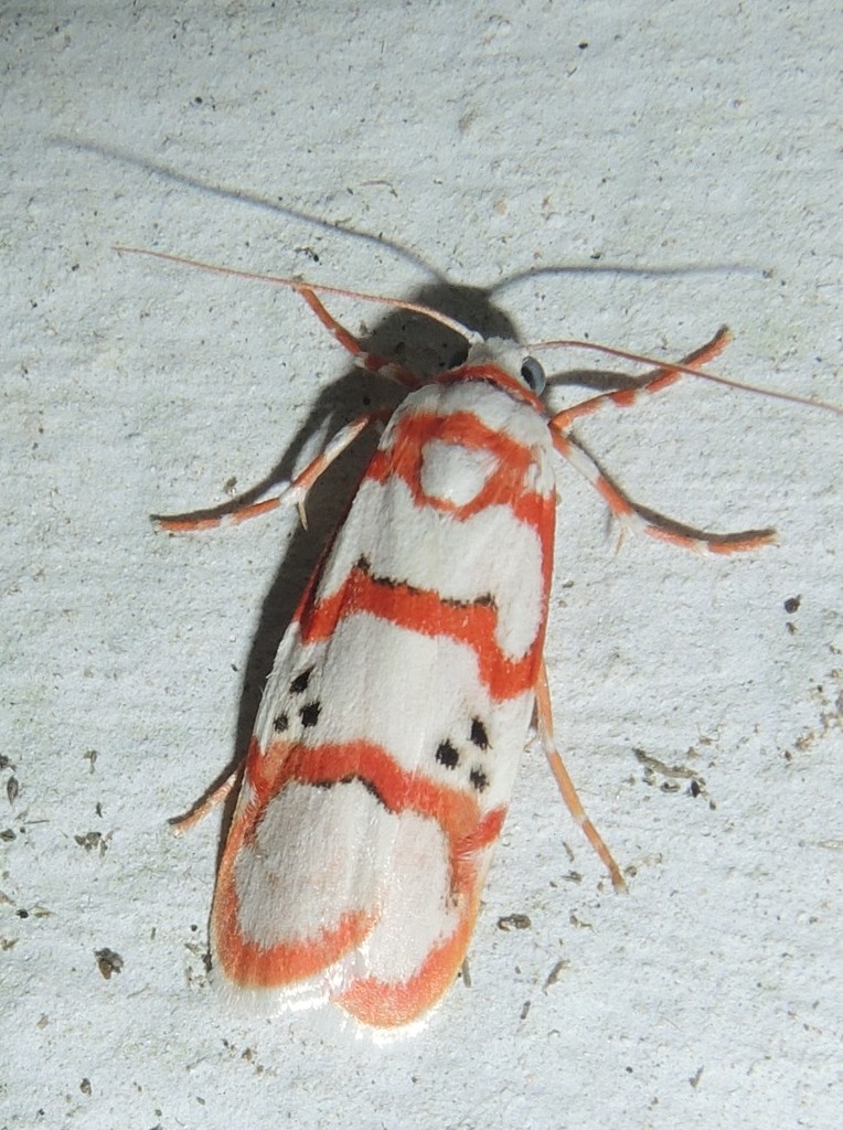 Red-striped Tiger Moth