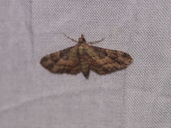 Gymnoscelis taprobanica