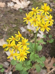 Senecio ampullaceus
