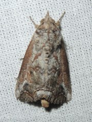 Hypocala deflorata