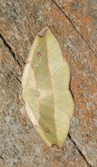 Hypochrosis hyadaria