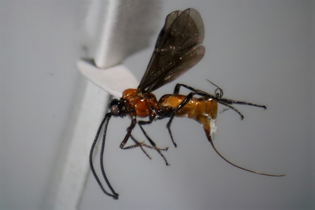 Gnathopleura