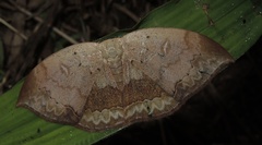 Lissoblemma lunuliferata