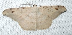 Luxiaria hypaphanes