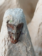 Mesoligia literosa