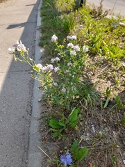 Medicago × varia