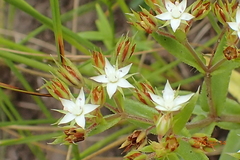 Crassula pellucida brachypetala