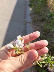 Medicago × varia