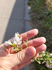 Medicago × varia