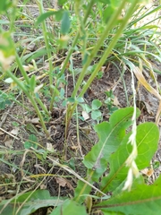 Medicago × varia