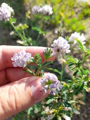 Medicago × varia