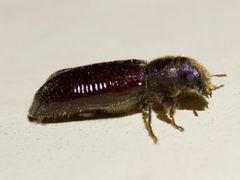 Melalgus plicatus