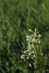 Silene multiflora