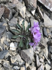 Erysimum pallasii