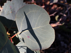 Eucalyptus polyanthemos marginalis