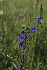 Delphinium elatum