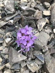 Erysimum pallasii
