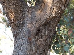 Eucalyptus polyanthemos marginalis