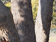 Eucalyptus polyanthemos marginalis