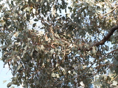 Eucalyptus polyanthemos marginalis