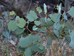 Eucalyptus polyanthemos marginalis