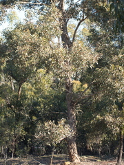 Eucalyptus polyanthemos marginalis