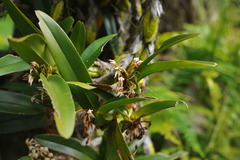 Maxillaria densa
