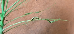 Melanchroia chephise