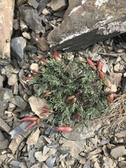 Oxytropis huddelsonii