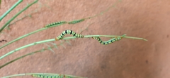 Melanchroia chephise