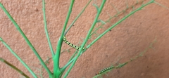 Melanchroia chephise