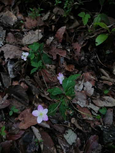Knowltonia mexicana