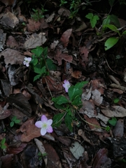 Knowltonia mexicana