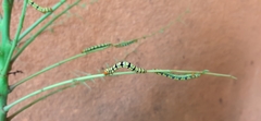 Melanchroia chephise