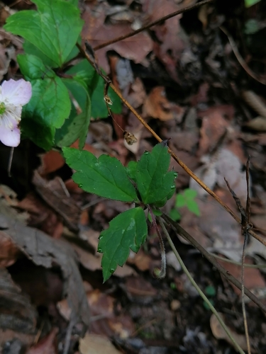Knowltonia mexicana, photograph 1