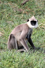 Semnopithecus priam