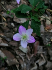 Knowltonia mexicana, photograph Erick Vélez Sánchez, CC BY, iNaturalist via GBIF