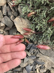 Oxytropis huddelsonii