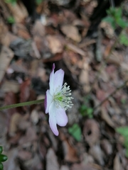 Knowltonia mexicana, photograph Erick Vélez Sánchez, CC BY, iNaturalist via GBIF
