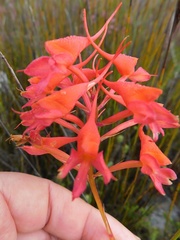 Disa ferruginea