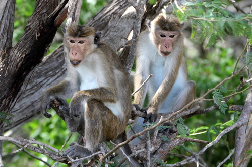 Toque Macaque, Sri Lanka, photo 9 of 10