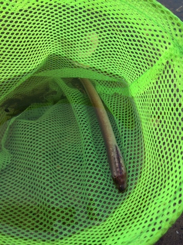 European Brook Lamprey, Кузьмищево, Калужская область, RU, photo 8 of 10