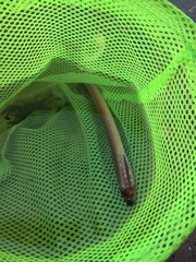 Lampetra planeri
