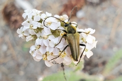 Lepturobosca