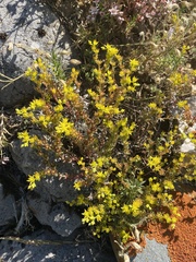 Sedum annuum
