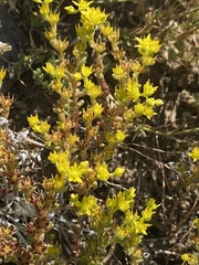 Sedum annuum